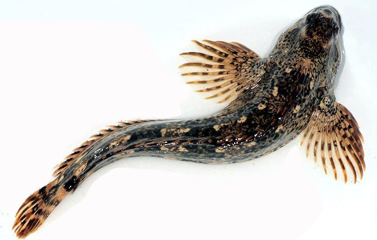 Lipophrys pholis_321